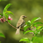 Bird on a branch